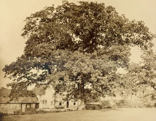 Eiche (im Sommer), Friars Oak, Clayton, Sussex, 1860 (Albumindruck von Nasskollodium-Negativ)